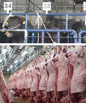 食肉市場に搬入された牛と、吊るされた枝肉