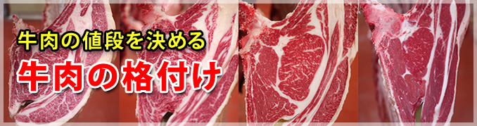 牛肉の格付け「A5」の読み方 歩留等級と肉質等級
