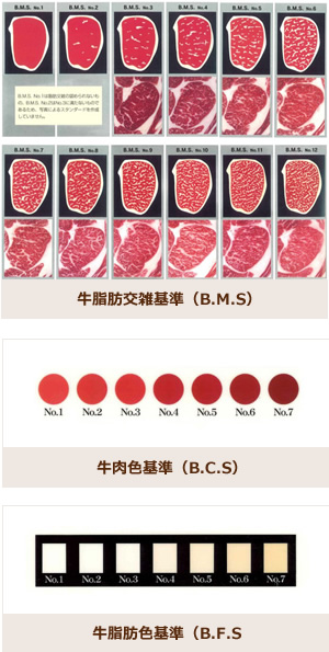 牛肉の格付けのしくみ(脂肪交雑・肉色・脂肪色の基準)