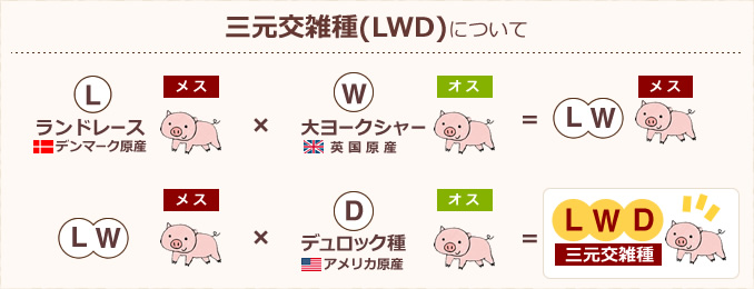 三元交雑種(LWD)のしくみ