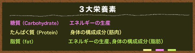 3大栄養素:糖質(エネルギーの生産)、たんぱく質(体の構成成分・筋肉)、脂質(エネルギーの生産、体の構成成分・脂肪)