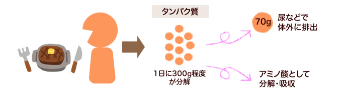 たんぱく質の分解と吸収