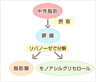 中性脂肪は、すい臓から出るリパーゼで脂肪酸とモノアシルグリセロールに分解される
