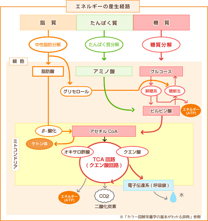エネルギーがつくられる経路