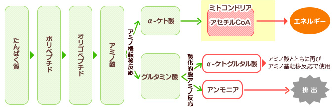 たんぱく質はペプチドを経てアミノ酸に分解されて吸収される