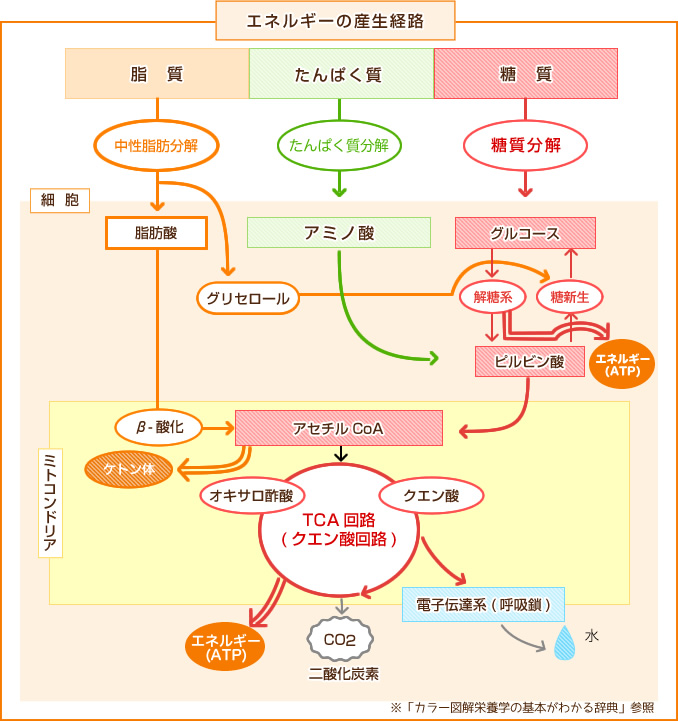 脂質・たんぱく質・糖質からエネルギーがつくられる経路