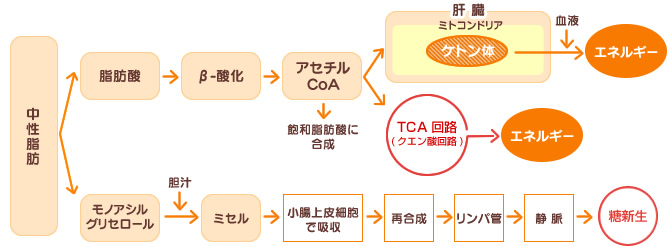 中性脂肪は脂肪酸とモノアシルグリセロールに分解される