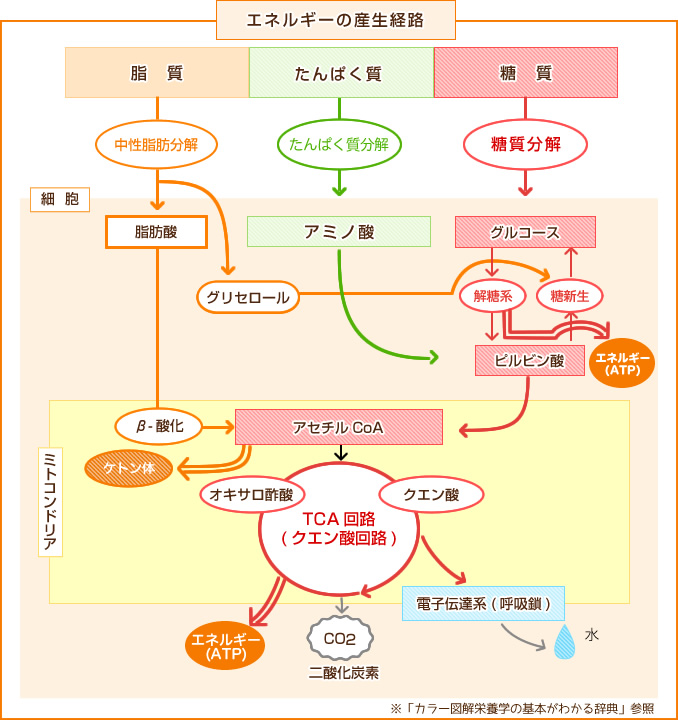 図：脂質・たんぱく質・糖質のエネルギーの産生経路