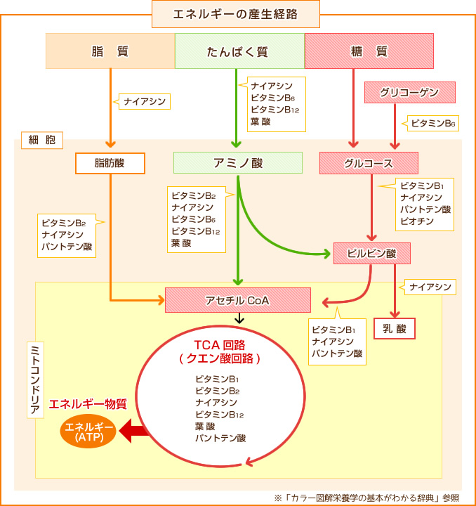 図：エネルギーの産生経路と水溶性ビタミンの関わり