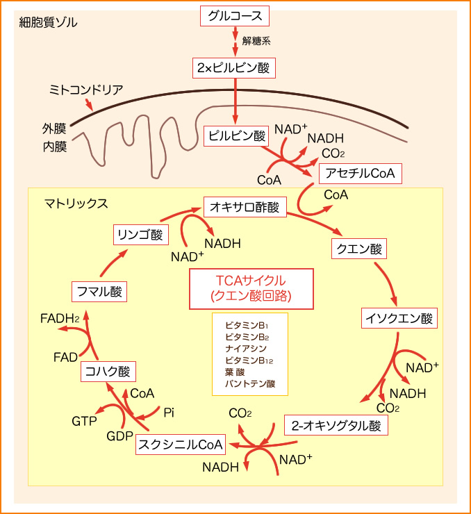 図：TCA回路